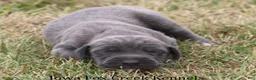 Great Dane dogs for sale: Sarge - Ad 5