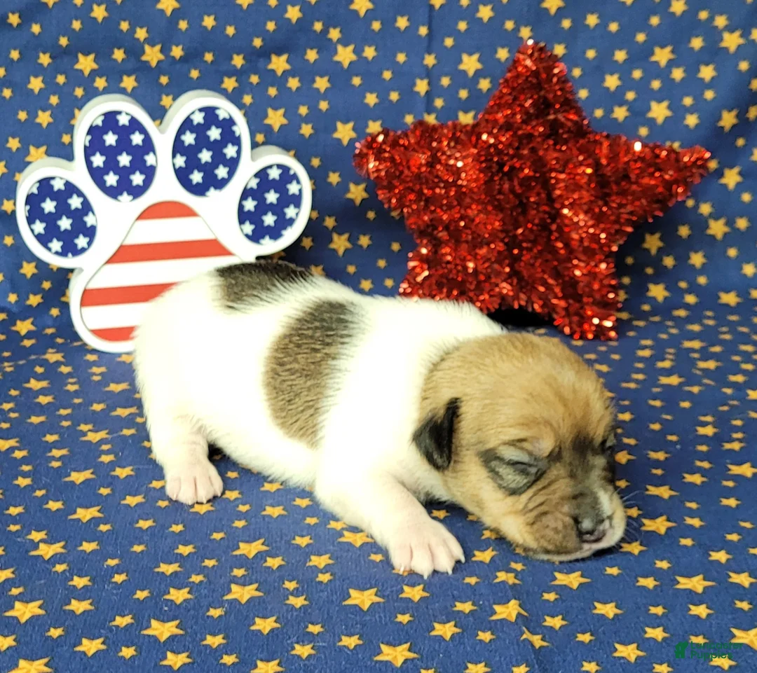 Jack Russell Terrier dogs for sale: Puck CKC registered male - Ad 1