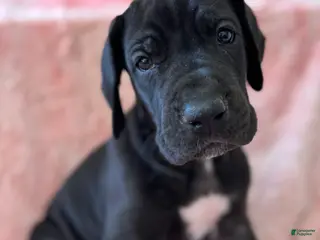 Great Dane dogs Nero - Ad 5
