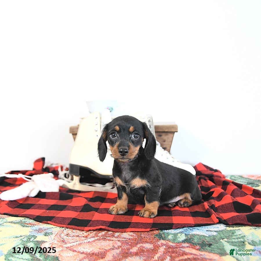 Miniature Dachshund dogs Lori - Ad 38