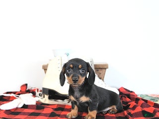 Miniature Dachshund dogs Lori - Ad 31