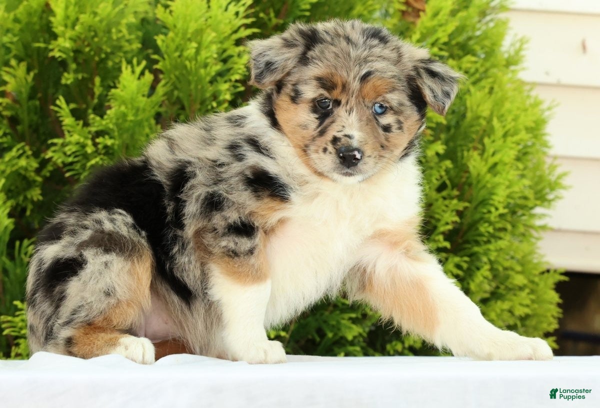 Australian Shepherd dogs for sale: Butterfly - Ad 6