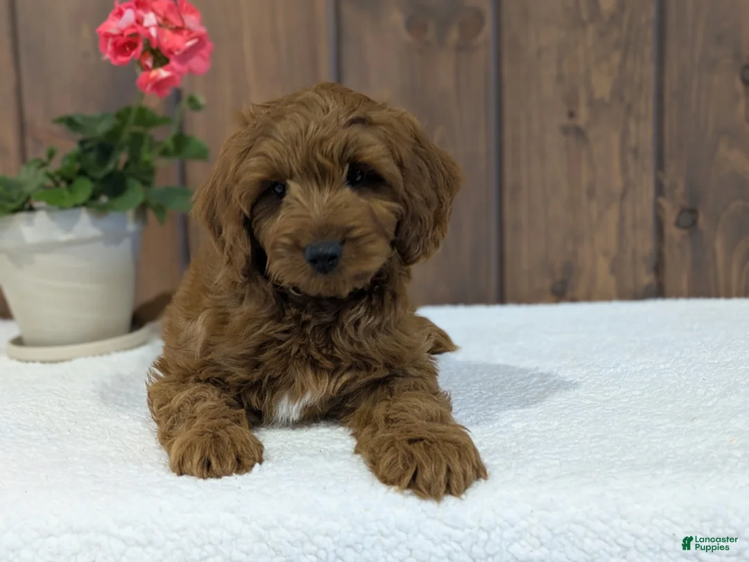 Cavapoo dogs for sale: Zack  - Ad 1