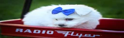 Maltese dogs for sale: Marley🐾 - Ad 12
