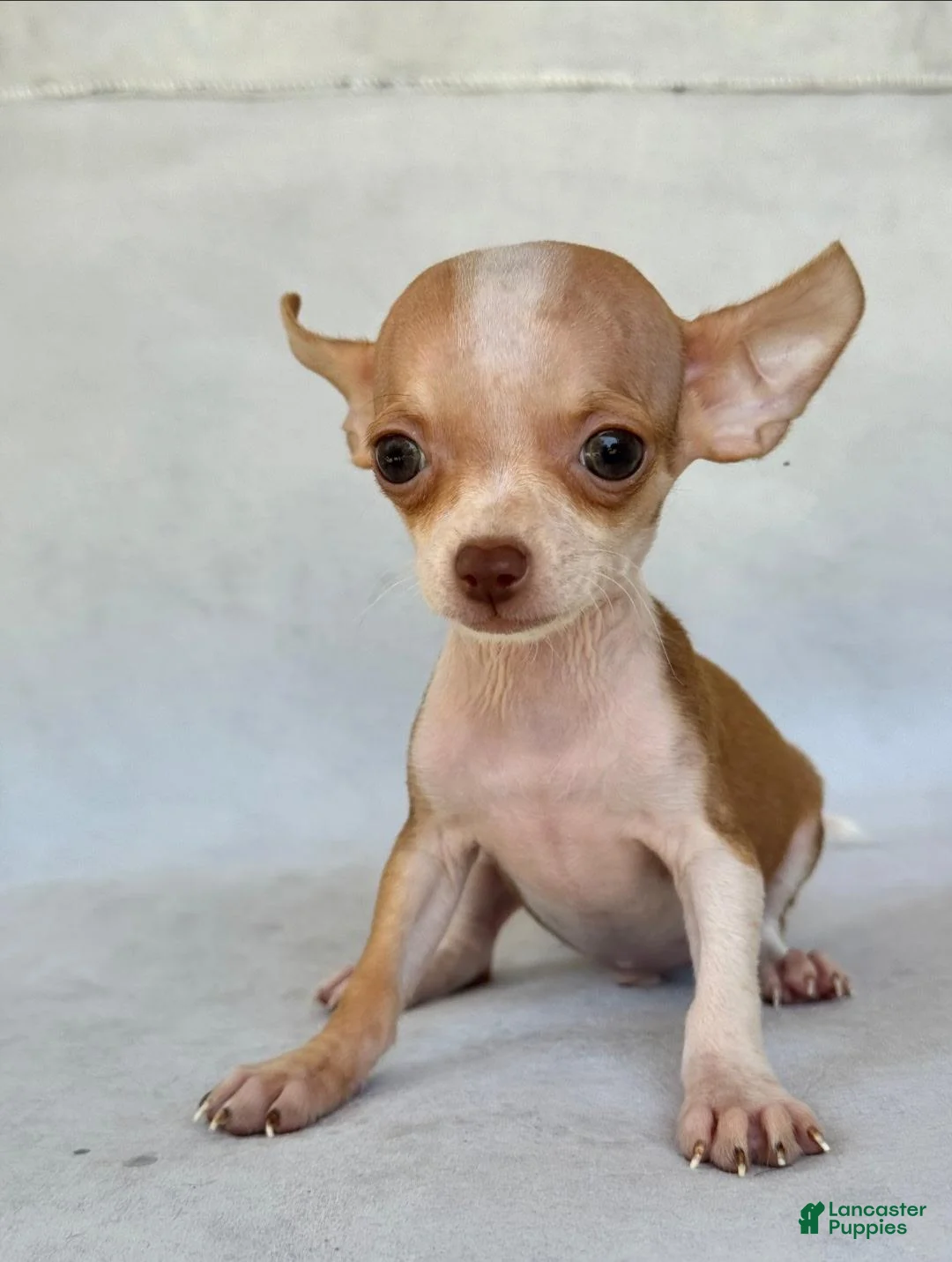 Chihuahua dogs for sale: Teacup Chihuahua 1 - Ad 1