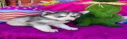 Siberian Husky dogs for sale: Braxton - Ad 10