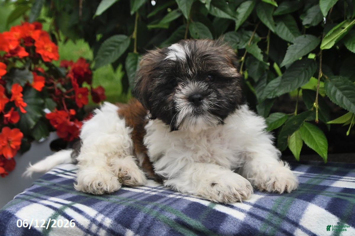 Shih Tzu dogs Kyle - Ad 1