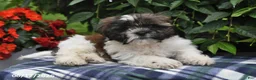 Shih Tzu dogs for sale: Kyle - Ad 1