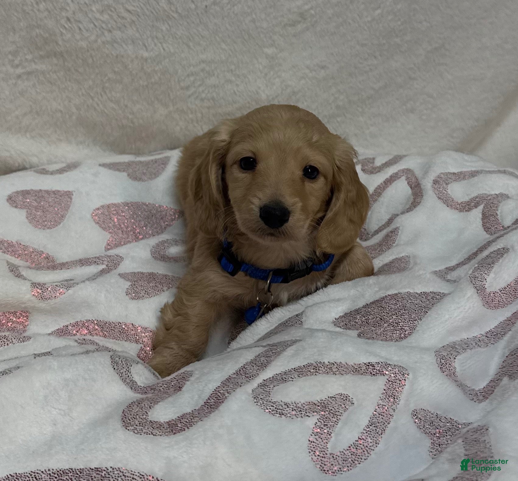 Miniature Dachshund dogs Miniature Dachshund 2 - Ad 2