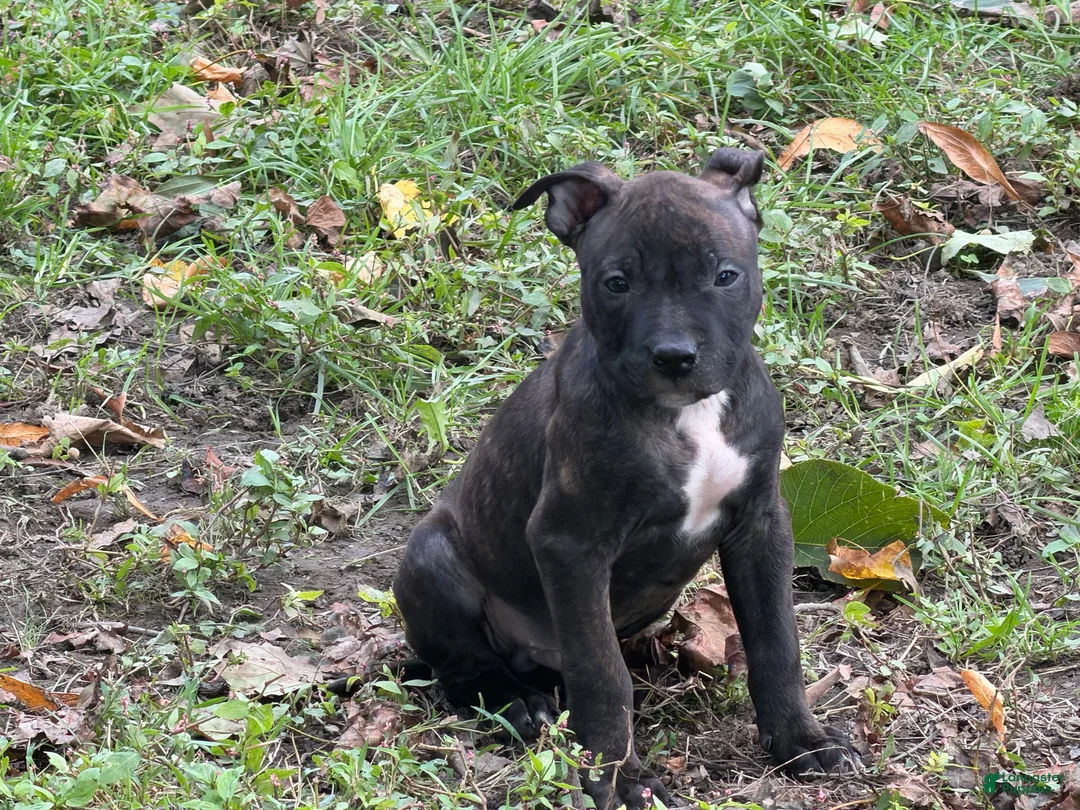 American Bully dogs for sale: American Bully 6 (willow) - Ad 2