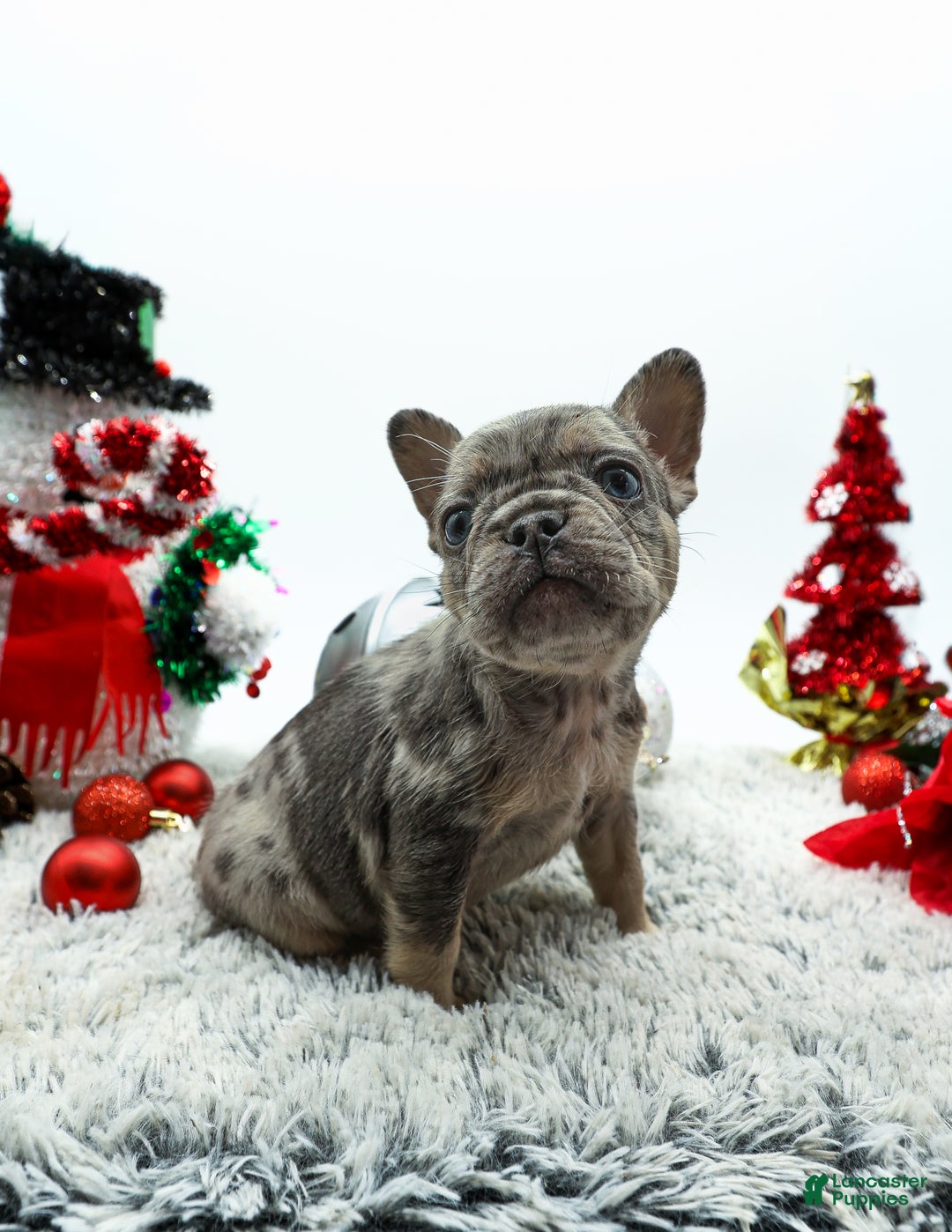 French Bulldog dogs for sale: Princess - Ad 6