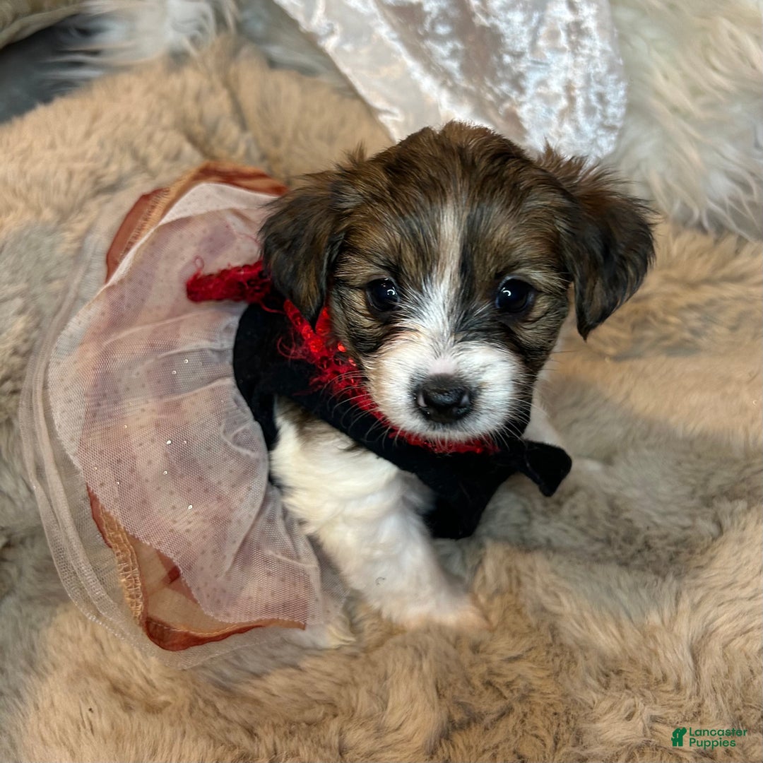 Mixed Breed dogs for sale: Buttercup - Ad 5