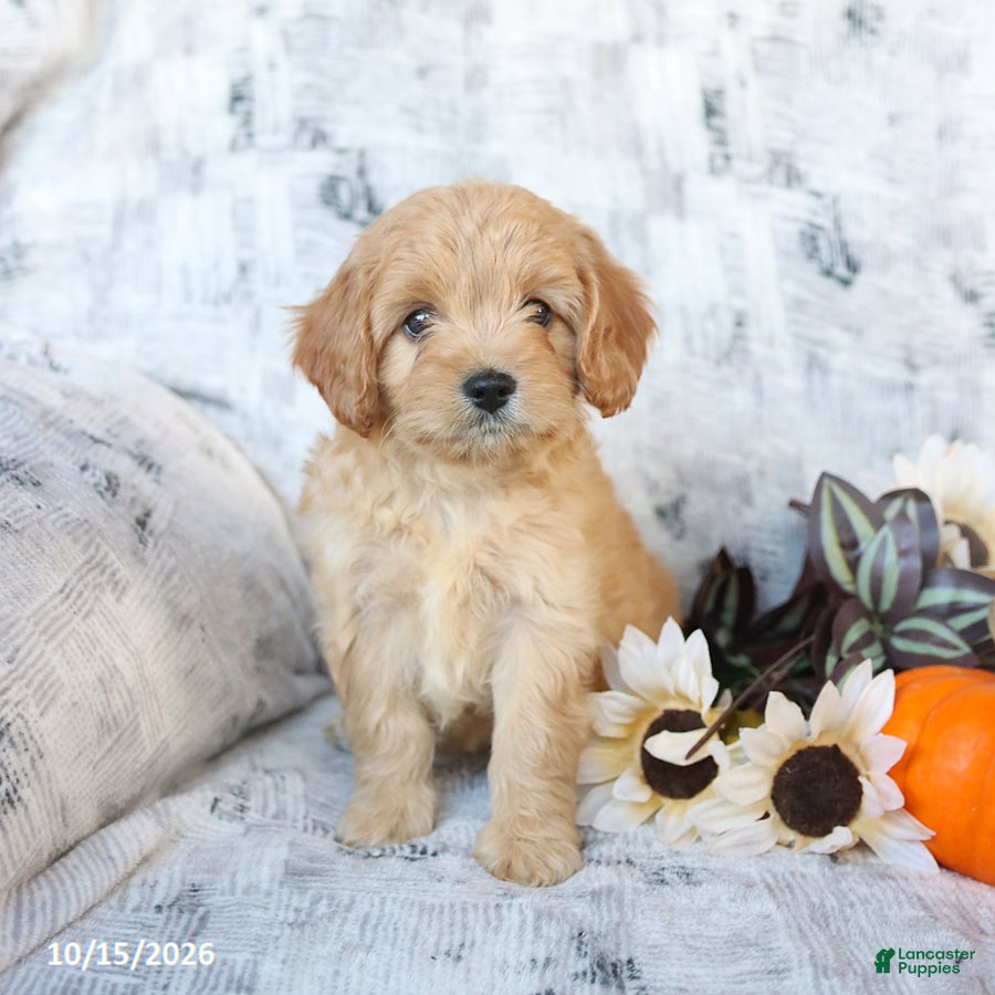 Cavapoo dogs Piper - Ad 1