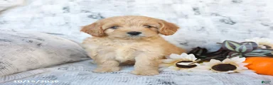 Piper
