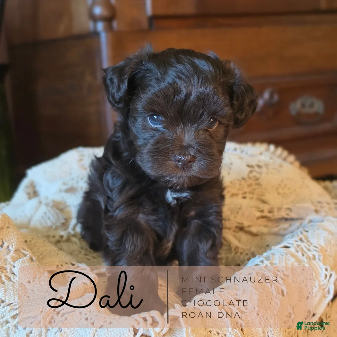 Miniature Schnauzer dogs for sale: Miniature Schnauzer 3 - Ad 2
