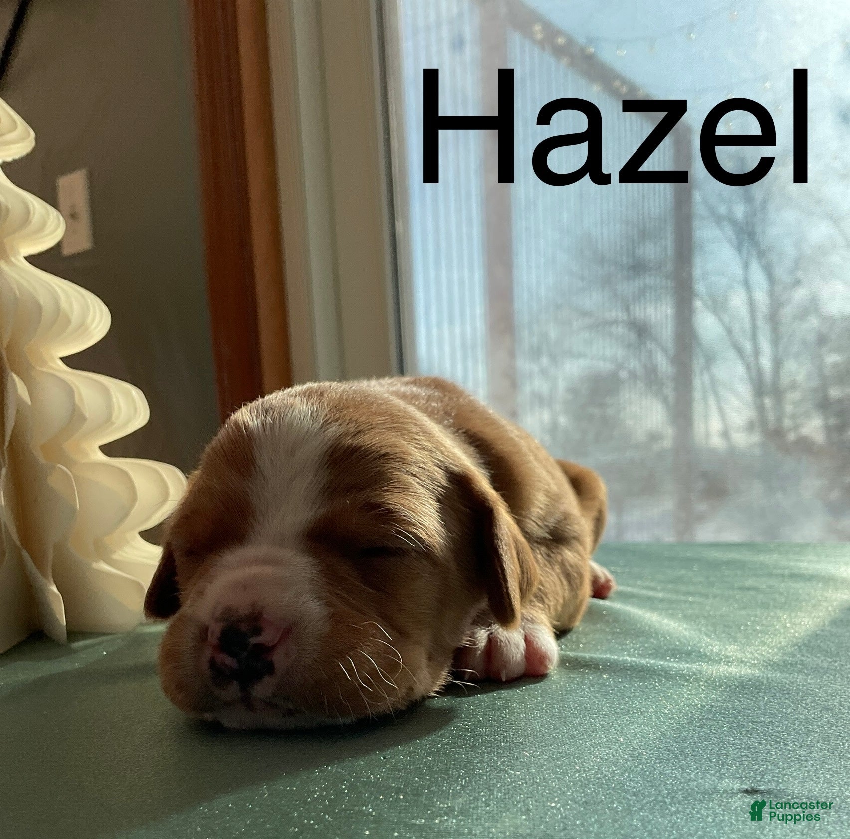 Mixed Breed dogs Hazel - Ad 3