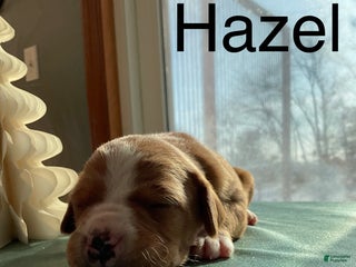 Mixed Breed dogs Hazel - Ad 4