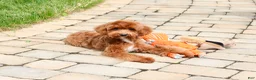 Cavapoo dogs for sale: Charles  - Ad 5
