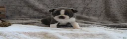 Boston Terrier dogs for sale:    GAVEN    *AKC* - Ad 1