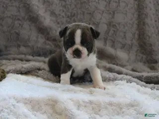 Boston Terrier dogs GAVEN *AKC* - Ad 1