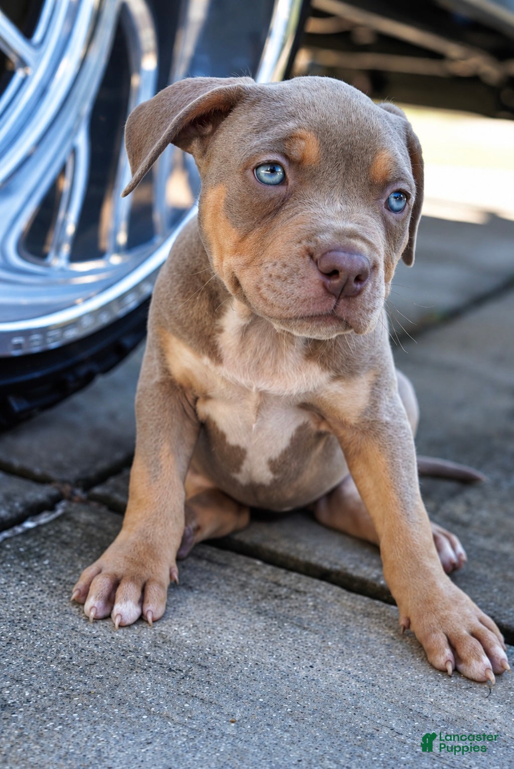 American Bully dogs American Bully 11 - Ad 1