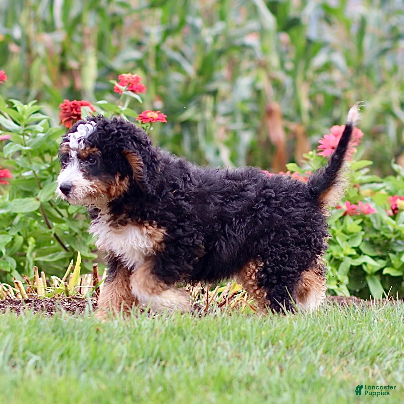Mini Bernedoodle dogs Brooklyn - Ad 24