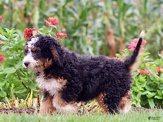 Mini Bernedoodle dogs Brooklyn - Ad 23