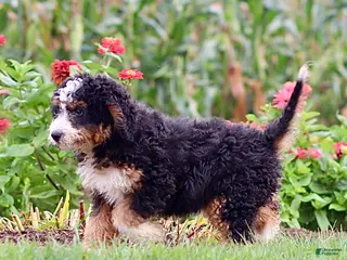 Mini Bernedoodle dogs Brooklyn - Ad 31