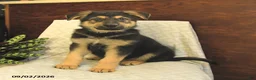 German Shepherd dogs for sale: Maverick - Ad 1
