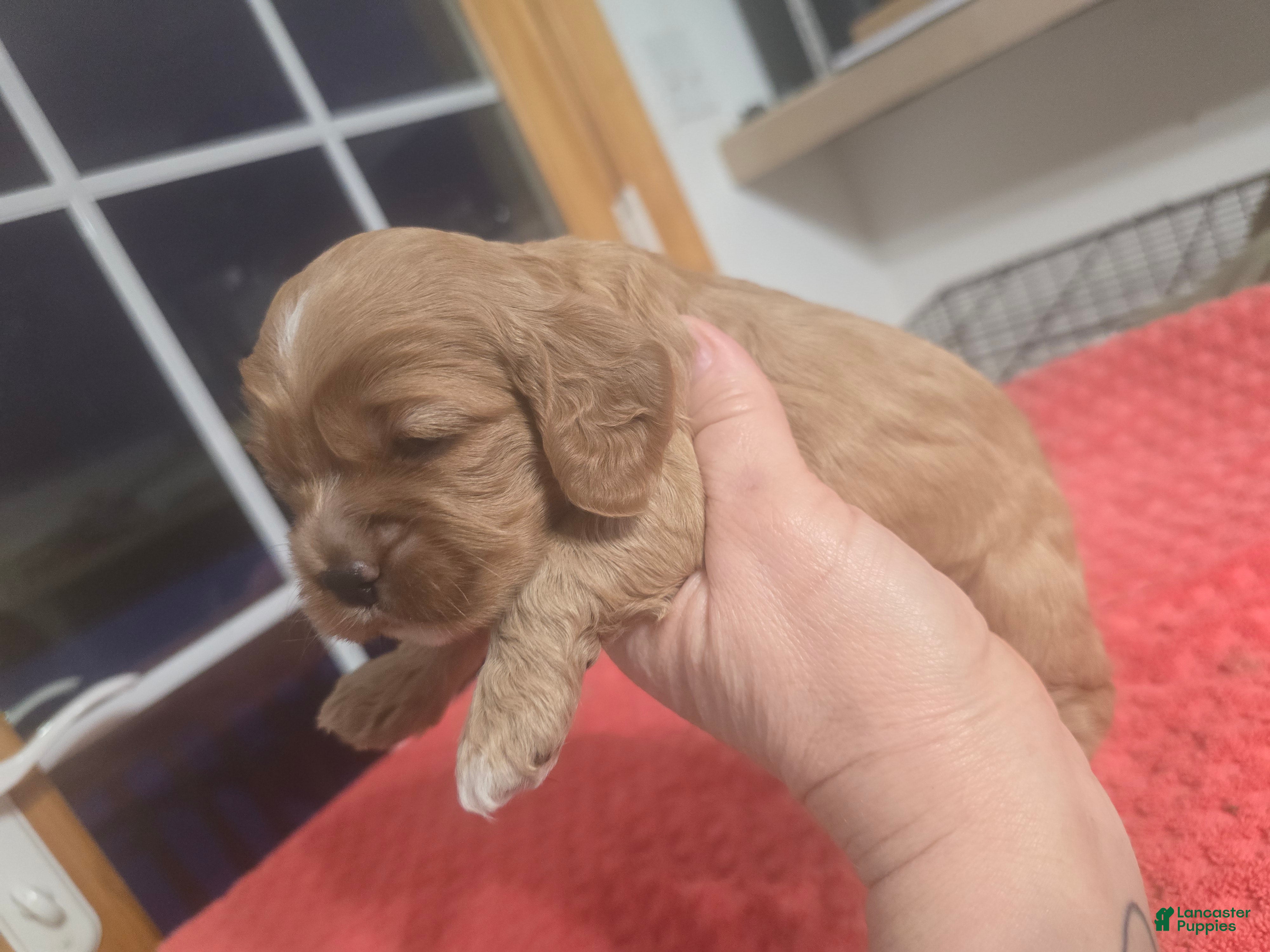 Cocker Spaniel dogs Red  - Ad 40