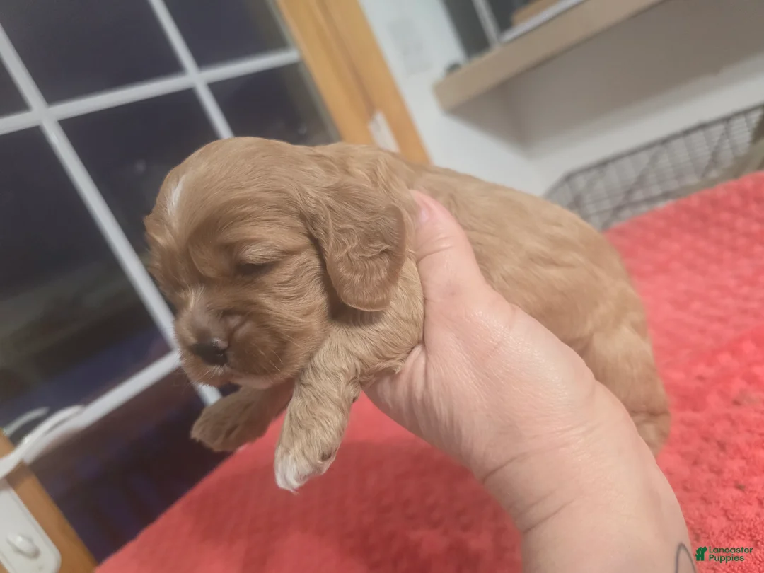 Cocker Spaniel dogs for sale: Red  - Ad 1