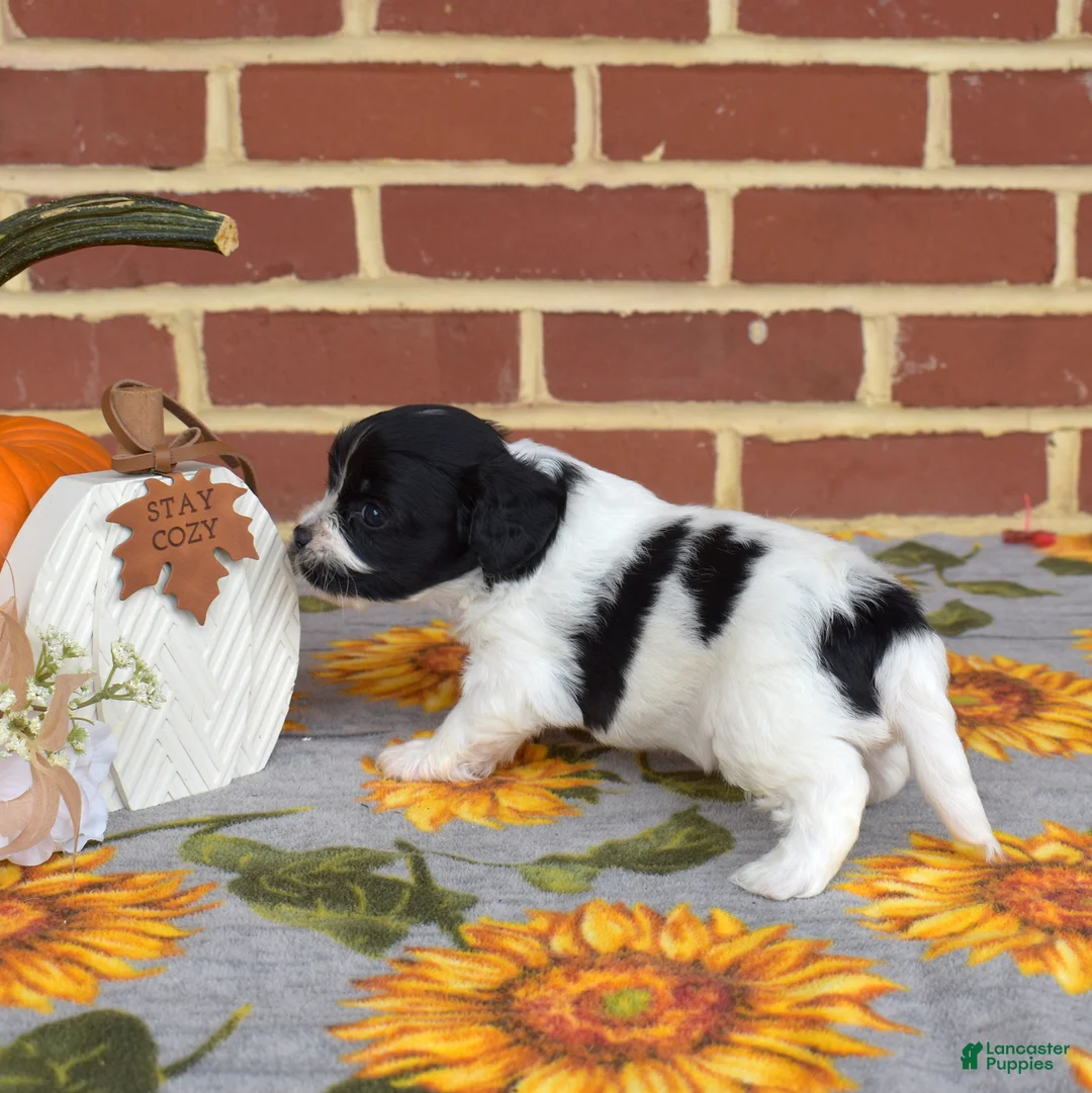 Cavachon dogs for sale: Barnaby - Ad 7