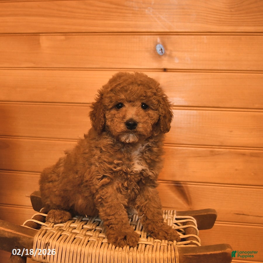 Mini Goldendoodle dogs Ruby  - Ad 2
