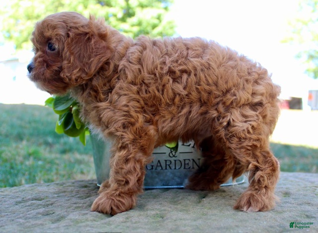 Cavapoo dogs for sale: Parker - Ad 7