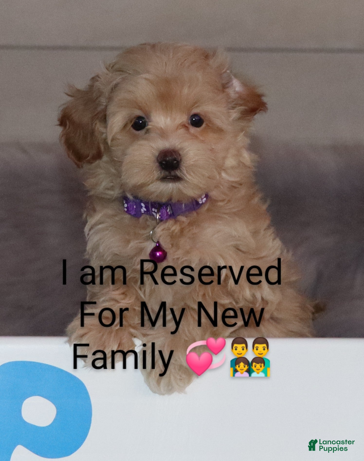 Havapoo dogs Angie👨‍👨‍👦‍👦💞🐕Miniature - Ad 7