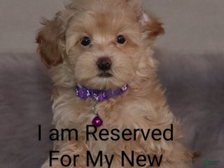 Havapoo dogs Angie👨👨👦👦💞🐕Miniature - Ad 17