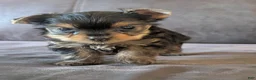 Yorkshire Terrier dogs for sale: Yorkshire Terrier 4 - Ad 1
