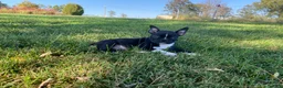 Boston Terrier dogs for sale: Ben - Ad 5