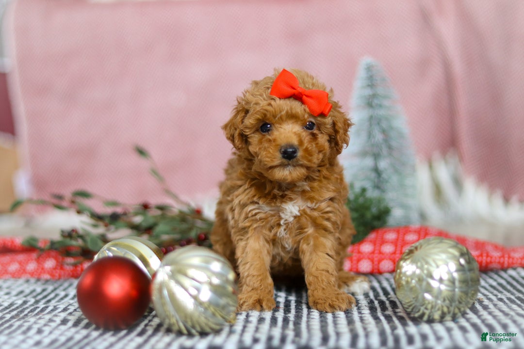 Miniature Poodle dogs for sale: Sadie - Ad 2