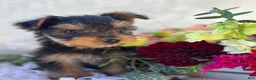 Yorkshire Terrier dogs for sale: DR Pepper - Ad 5