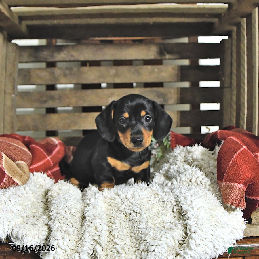 Miniature Dachshund dogs Cooper - Ad 1