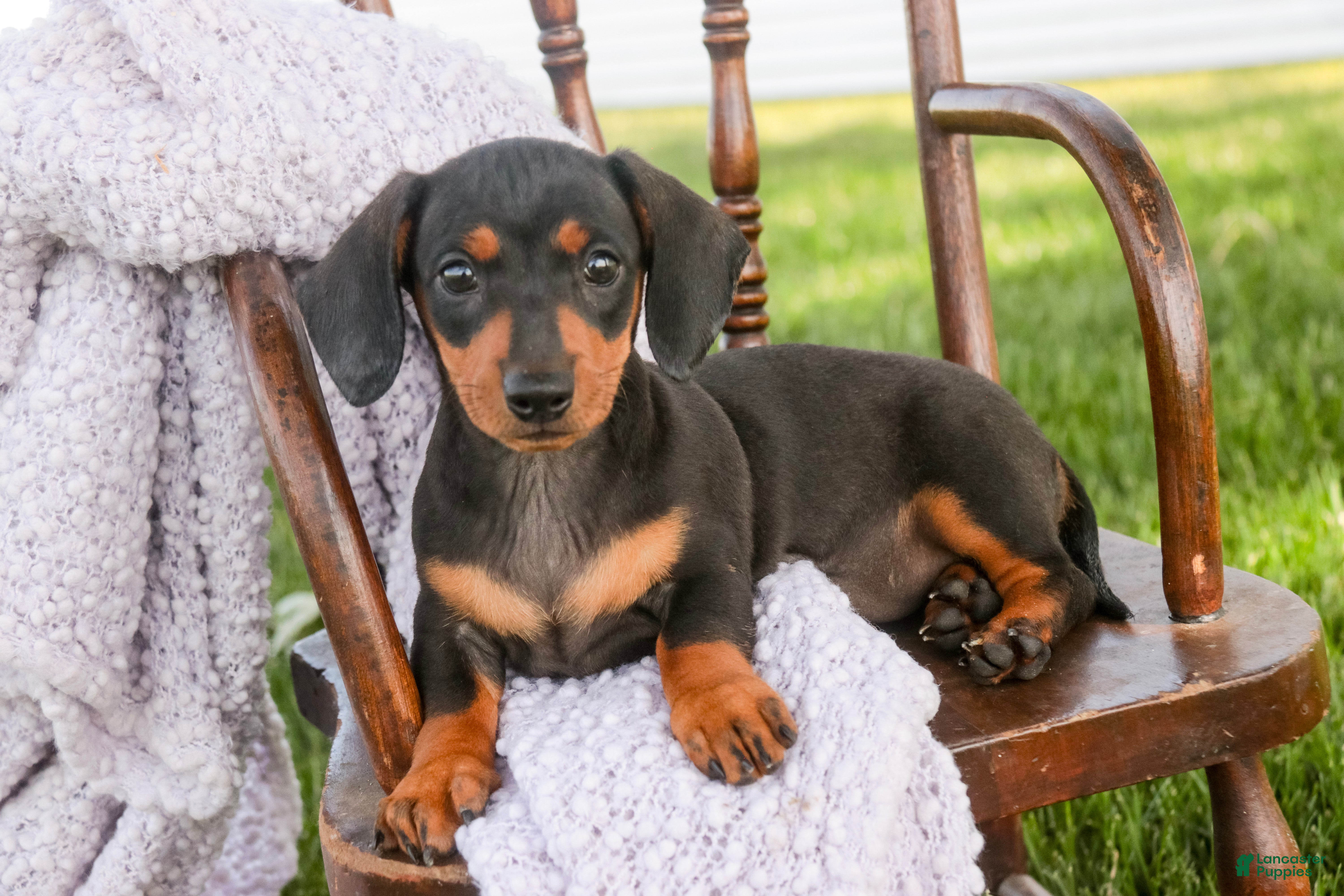 Miniature Dachshund dogs CeCe - Ad 1
