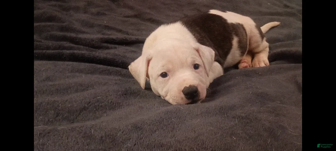 American Staffordshire Terrier dogs for sale: American Staffordshire Terrier Puppy 2 - Ad 1