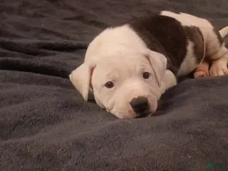 American Staffordshire Terrier dogs American Staffordshire Terrier Puppy 2 - Ad 15