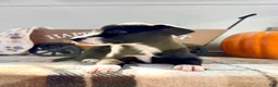 Border Collie dogs for sale: Maple - Ad 3