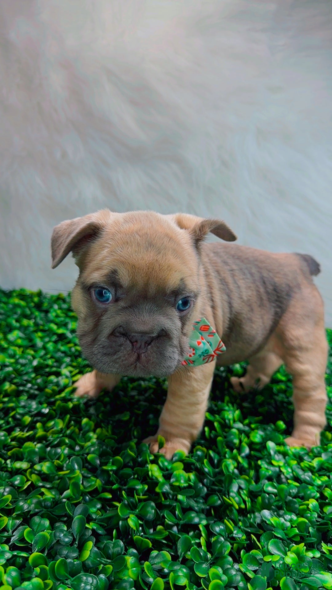 French Bulldog dogs for sale: MAVI - Ad 12