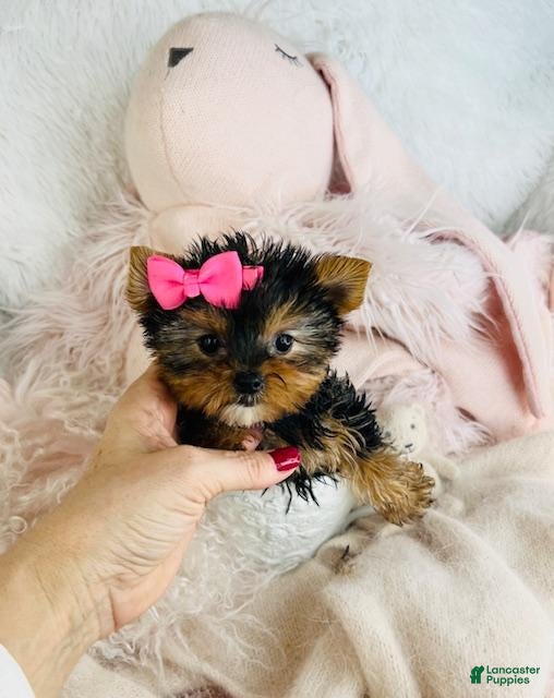 Yorkshire Terrier dogs Teacup Yorkshire Terrier 1 - Ad 2