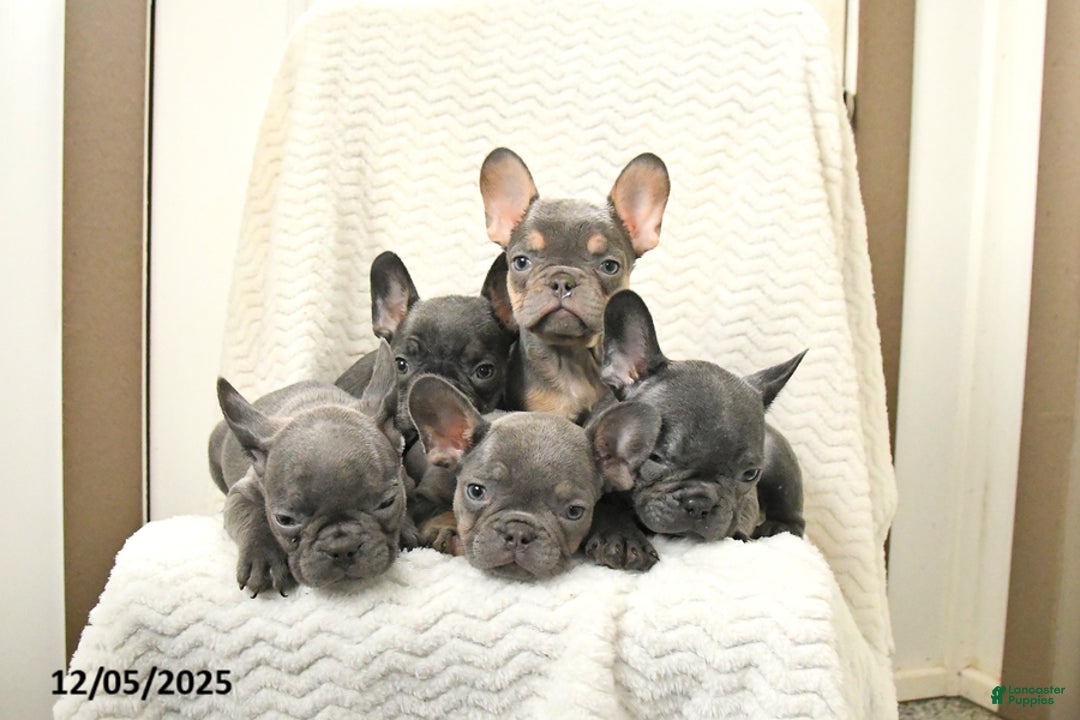 French Bulldog dogs for sale: Bella   - Ad 3
