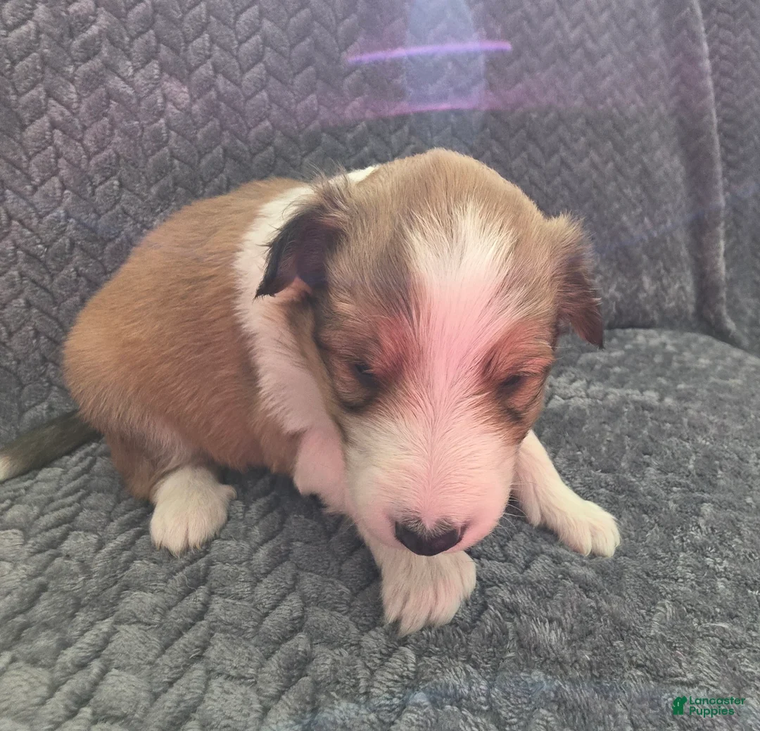 Shetland Sheepdog dogs for sale: Cicero - Ad 4