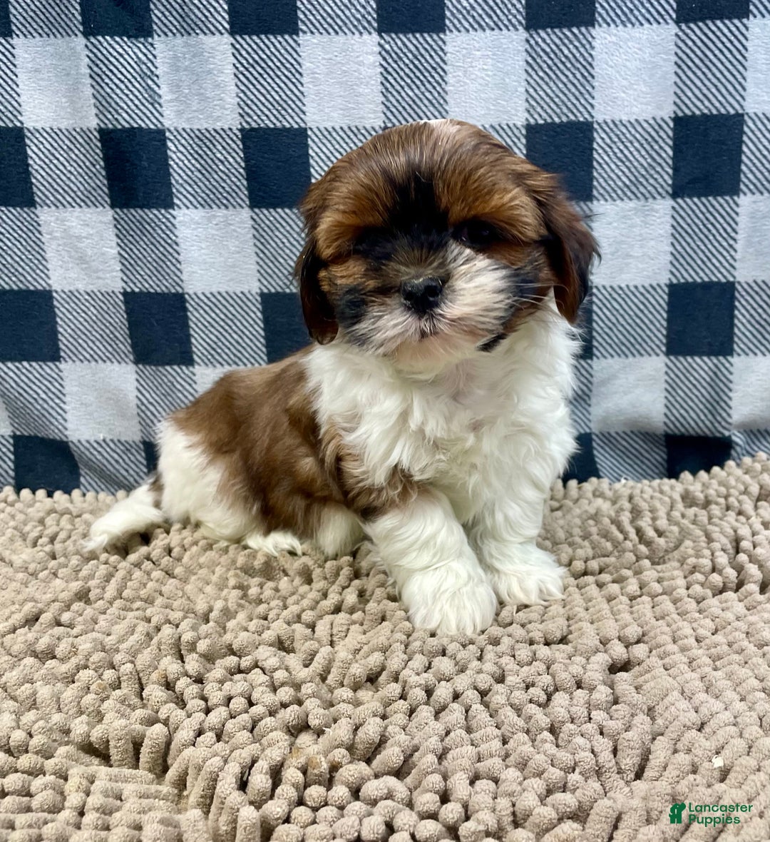 Shih Tzu dogs for sale: Mike - Ad 6